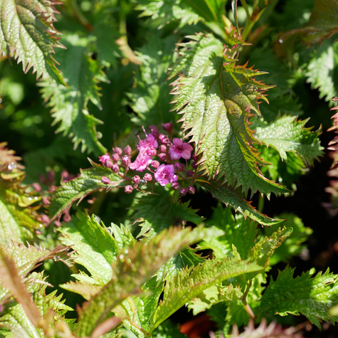 Tawuła japońska Sonia (C2)