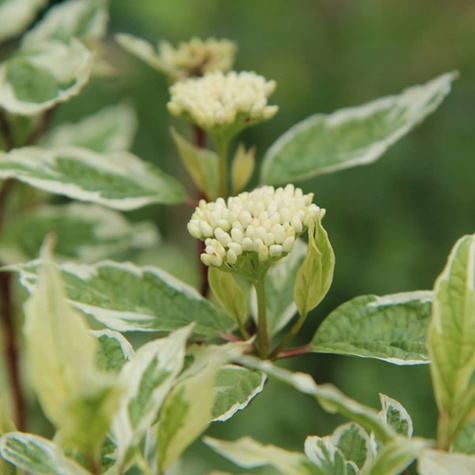 Dereń biały Variegata (C2)