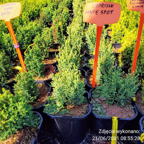 Cyprysik lawsona White Spot (P9)