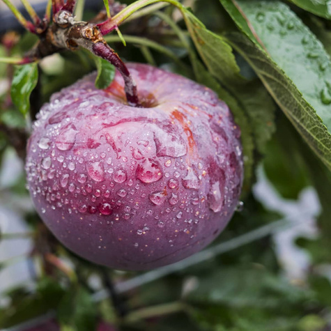 Jabłoń Spartan Plant Pack