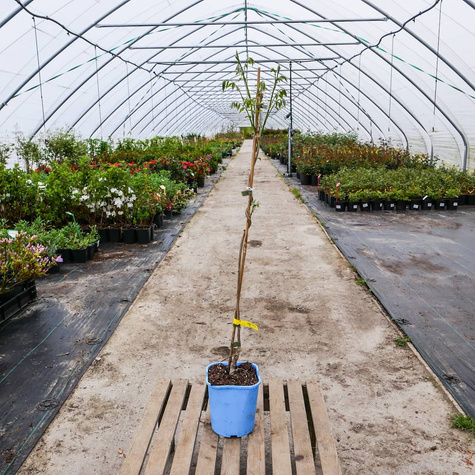 Glicynia kwiecista Wisteria Ludwik Lawin doniczka C2