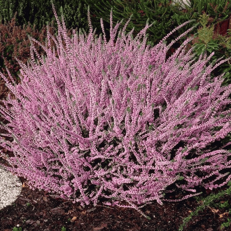 Wrzos pospolity fioletowy pączkowy