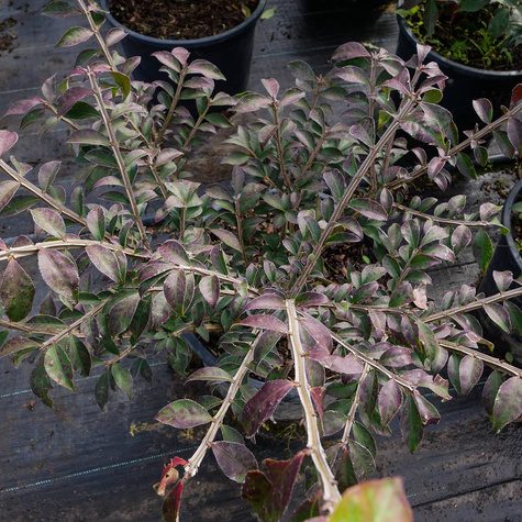 Trzmielina oskrzydlona (C20)