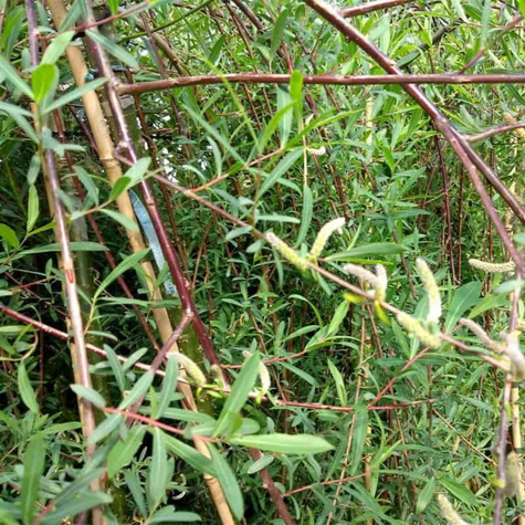Sztobry Wierzba purpurowa Pendula 10szt.