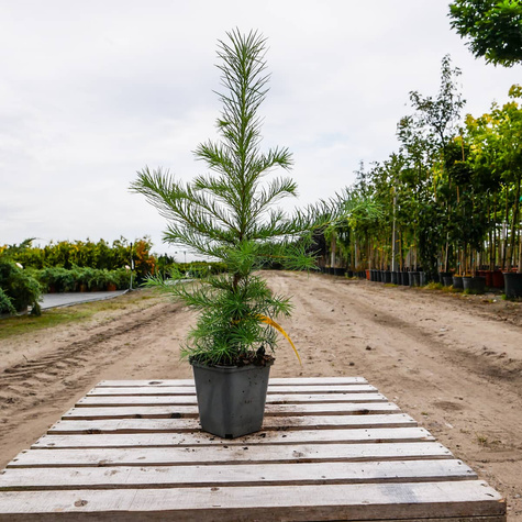 Modrzew europejski P9