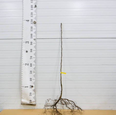 Grusza Blanka wielkoowocowa Plant Pack