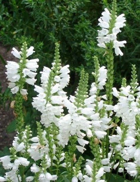 Odętka wirginijska biała 0,2g Polan