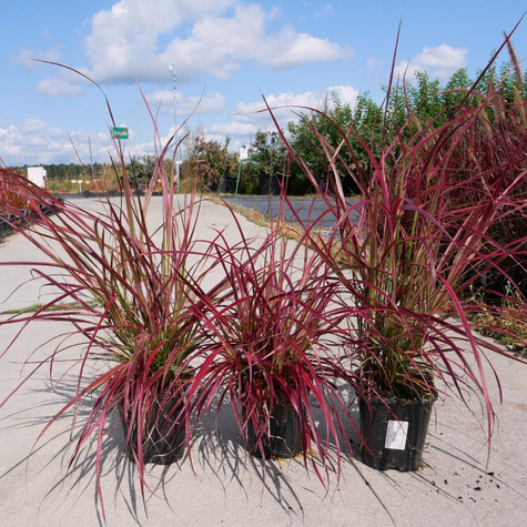 Rozplenica obca Fireworks (C2)