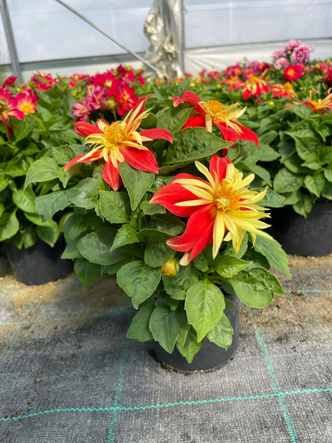 Dalia Suprise Cindy czerwono-żółta