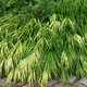 Hakonechloa smukła Naomi (C2)