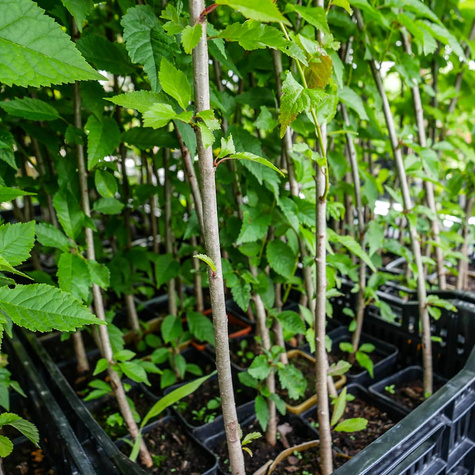 Podkładka Czereśni Colt Półkarłowa (C2)