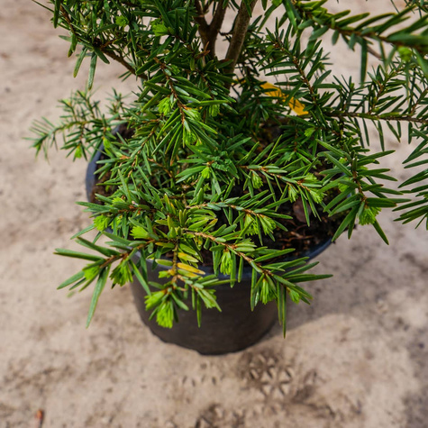 Choina Kanadyjska (C2)