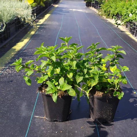 Mięta imbirowa (C2)