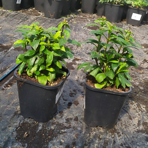 Lobelia okazała Starship Burgundy