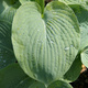 Funkia Hosta Siebolda Sieboldiana (C2)