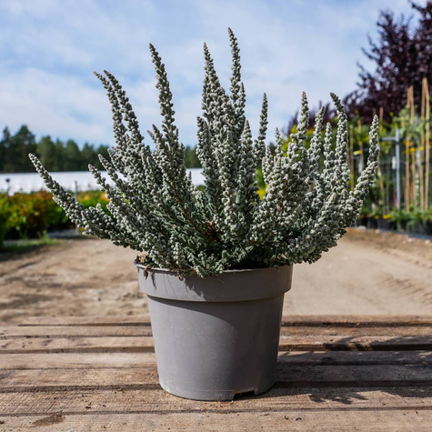 Wrzos pospolity Skyline Cologne srebrzysty