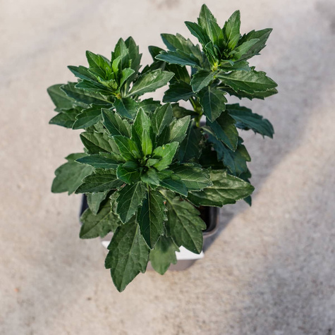 Aster żeniszkowaty Asmo (C2)