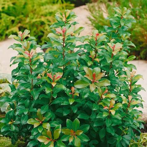 Pieris japoński Little Heath Green (P9)