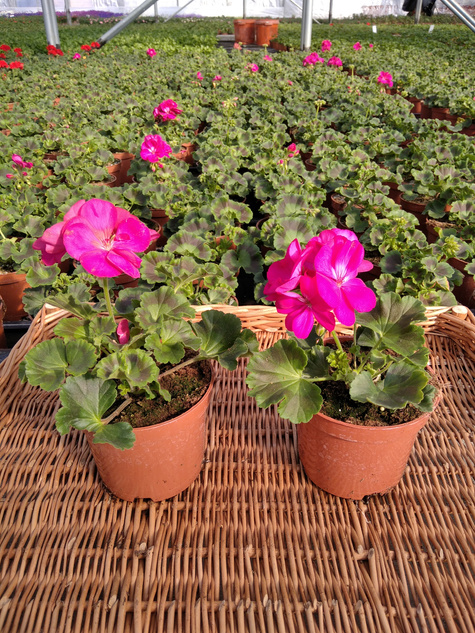 Pelargonia stojąca różowa Piękne sadzonki
