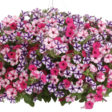 Surfinia Supertunia Mini Vista Pink Star samoczyszcząca