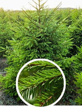 Choinka Świerk formowany cięty 160-190cm Wysyłka Gratis