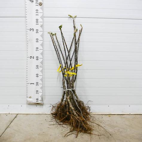 Jabłoń kolumnowa Galina MINI Plant Pack