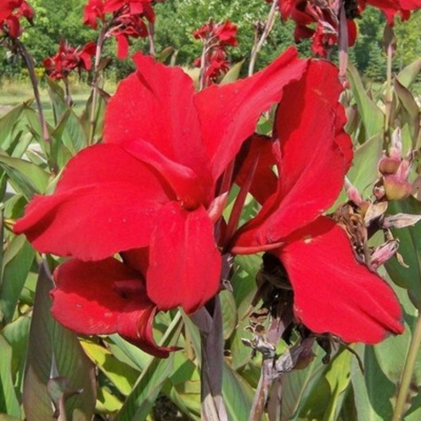 Paciorecznik Canna Kanna Red Dazzler czerwony