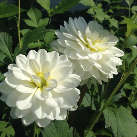 Dalia dekoracyjna biała