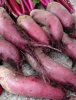 ZESTAW ALLEGRO Burak ćwikłowy OPOLSKI 20g