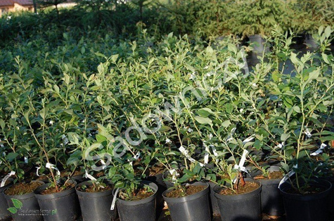 Zestaw 4 plennych odmian borówek + nawóz