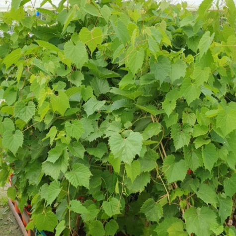 Winorośl winogrona Ontario