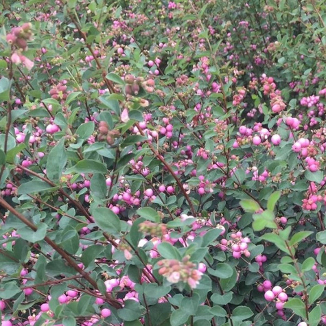 Śnieguliczka Doorenbosa 'Magic Berry' (C2)