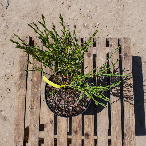 Szczodrzeniec Żarnowiec miotlasty Boskoop Ruby (P9)