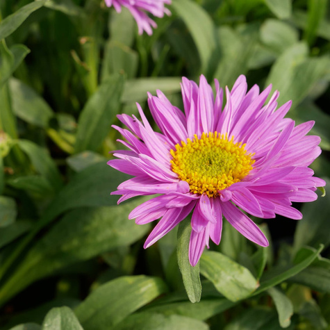 Aster Alpejski Happy End (C2)