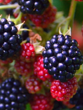 Jeżyna bezkolcowa Patio Black karłowa na balkon