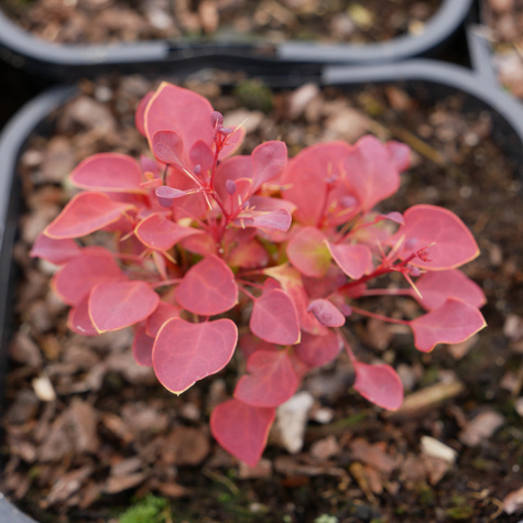 Berberys Thunberga Marylka (C2)