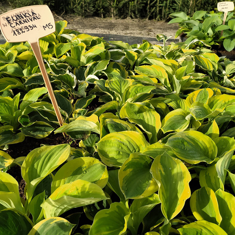 Funkia Hosta Carnival (C2)