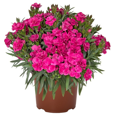 Goździk ogrodowy Peman Fancy Cerise