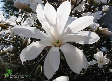 Magnolia w odmianach