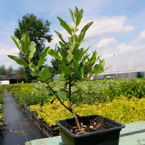 Ognik szkarłatny Tetonnt (P9)