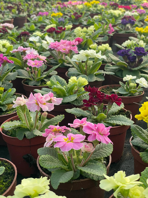 Prymulka Pierwiosnek Palazzo Mix sadzonka w doniczce