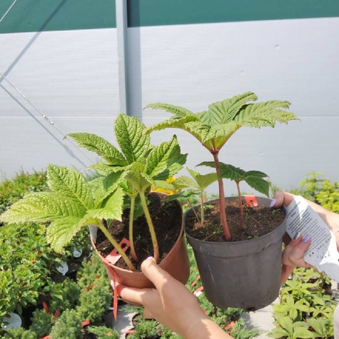 Rodgersja kasztanowcolistna (C2)