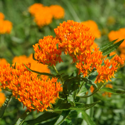 Trojeść POMARAŃCZOWA 0,3G