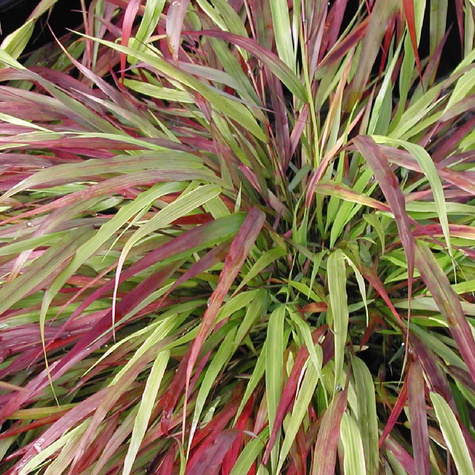 Hakonechloa smukła Beni Kazi