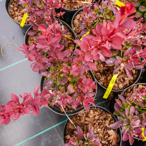 Berberys Thunberga Red Rocket (C2)