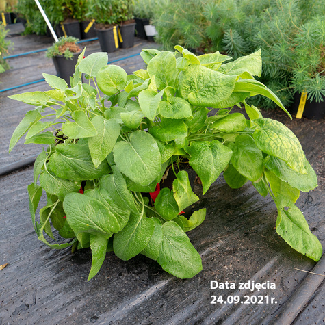 Dzwonek szerokolistny Alba (C2)