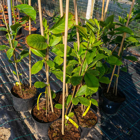 Magnolia Alba Superba (C2)