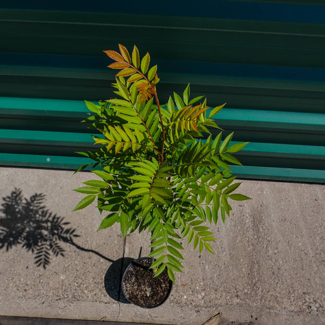 Jarząb kolumnowy żółtoowocowy (C2)