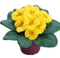 Prymulka Pierwiosnek żółta sadzonka w doniczce