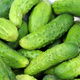 Nasiona otoczkowane Ogórek gruntowy Tytus F1 50 ziaren konserwowy